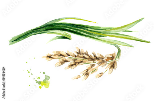 Rice plant. Watercolor hand drawn illustration, isolated on white background photo
