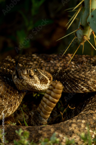 Rattlesnake Waits