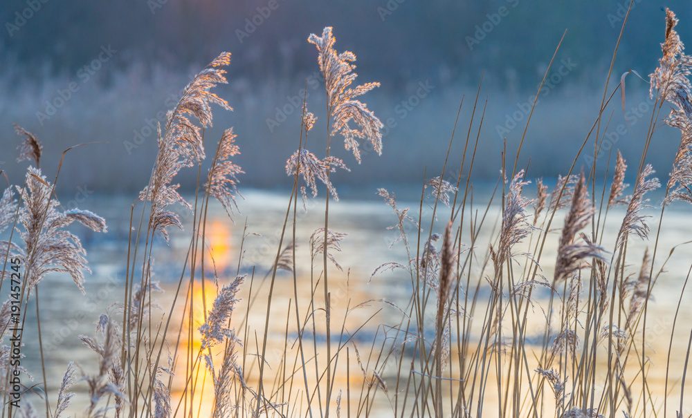 Obraz premium Reed in a field along a frozen lake at sunrise in winter 