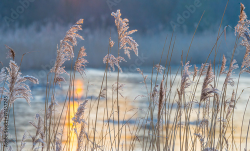 Reed in a field along a frozen lake at sunrise in winter 