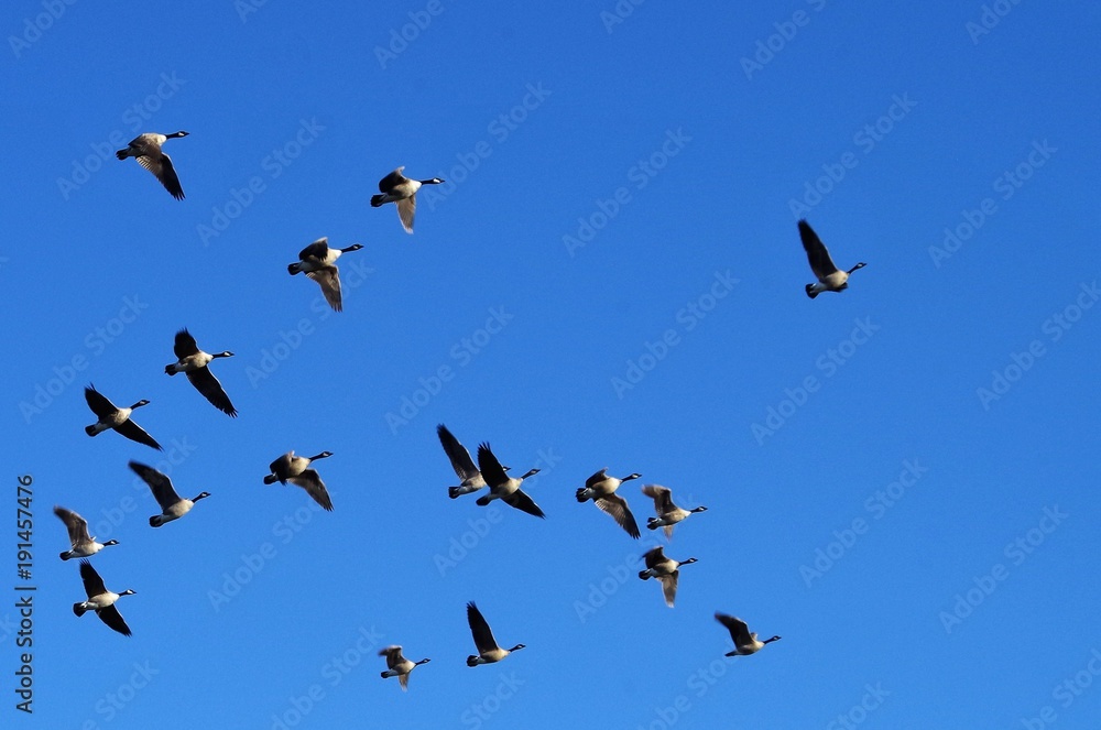 Ducks and Geese at the Park on a Sunny Day