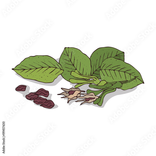 Isolated clipart of plant Shorea robusta on white background. Botanical drawing of herb Shorea robusta with fruits and leaves, seeds