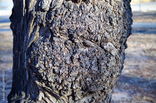 Old Tree Bark Closeup