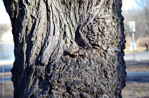 Old Tree Bark Closeup
