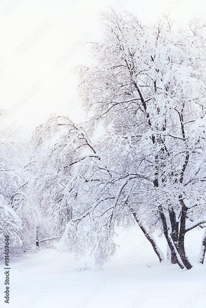 Trees covered with hoarfrost and snow Trees covered with hoarfrost and snow