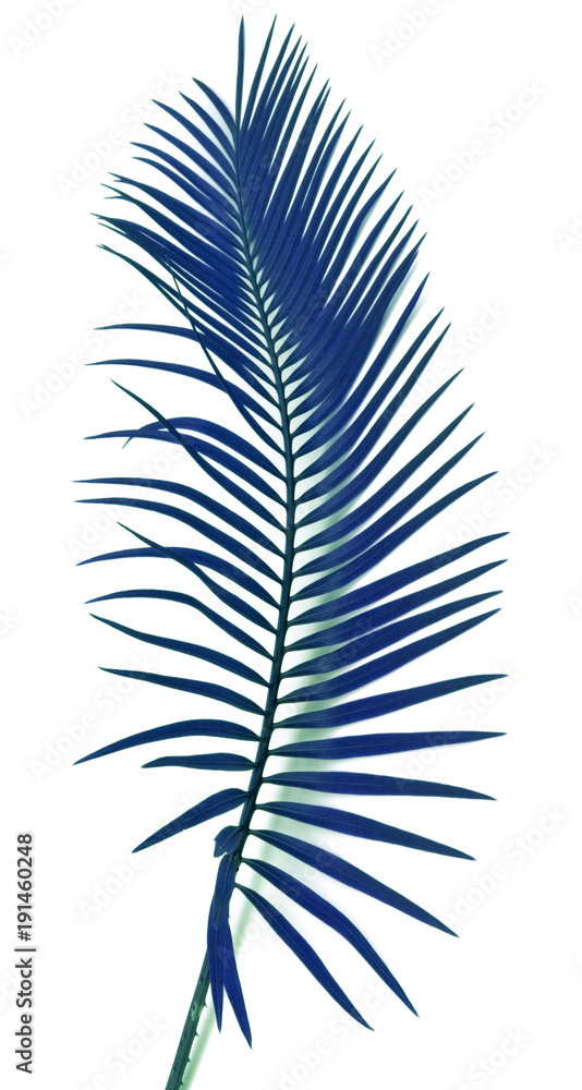 Obraz premium feuille bleue de palmier