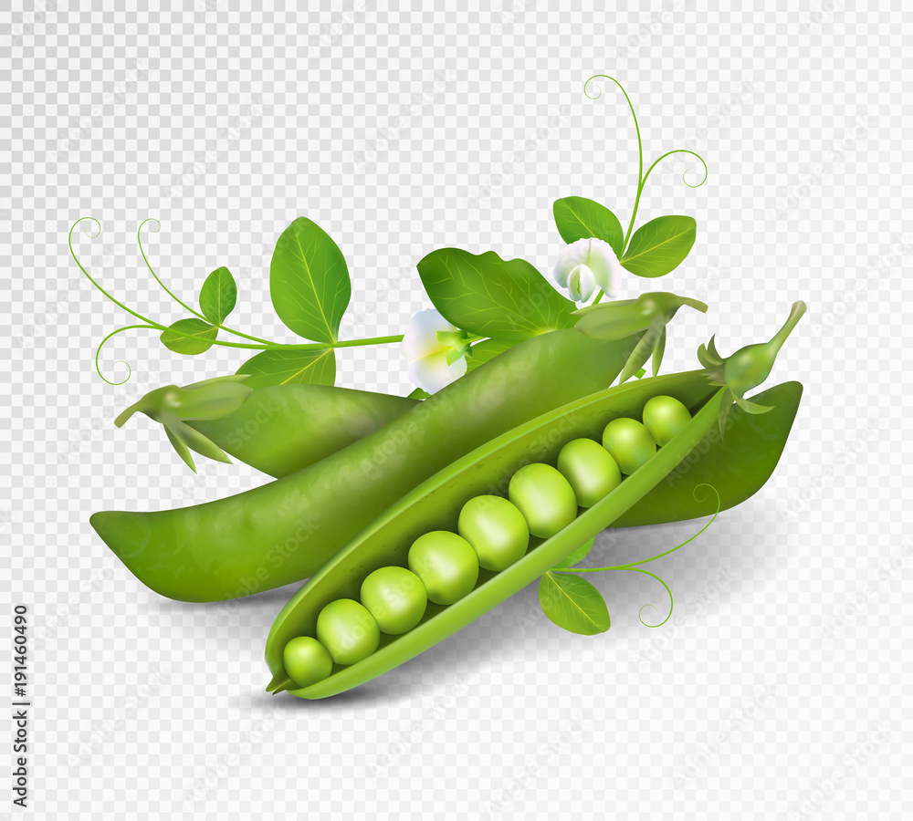 Vector green peas. Photo-realistic vector pods of green peas with