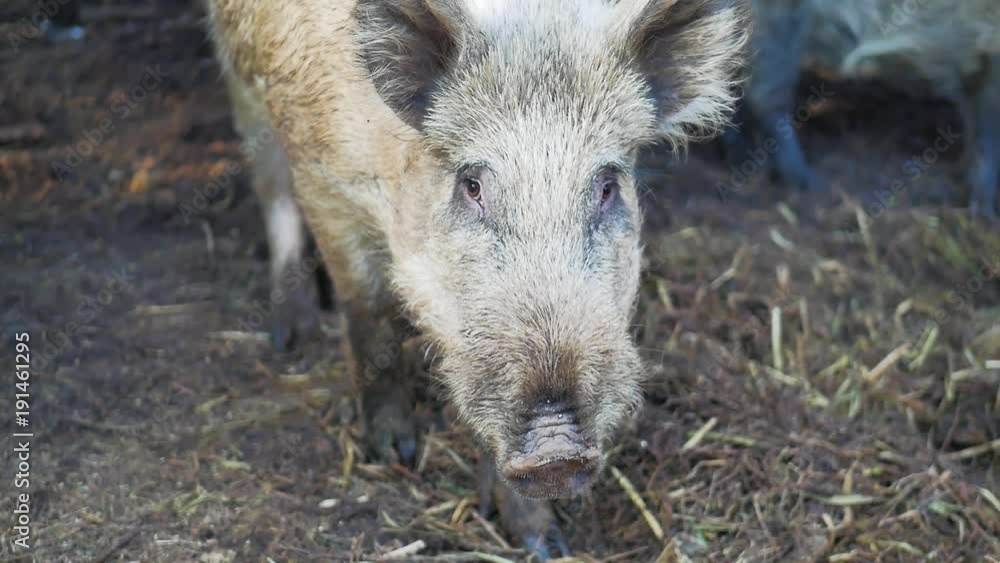 Wild boars on the animal farm.Large wild boar female. Pig licks the camera. Wild boars on the animal farm.Large wild boar female. Pig licks the camera.