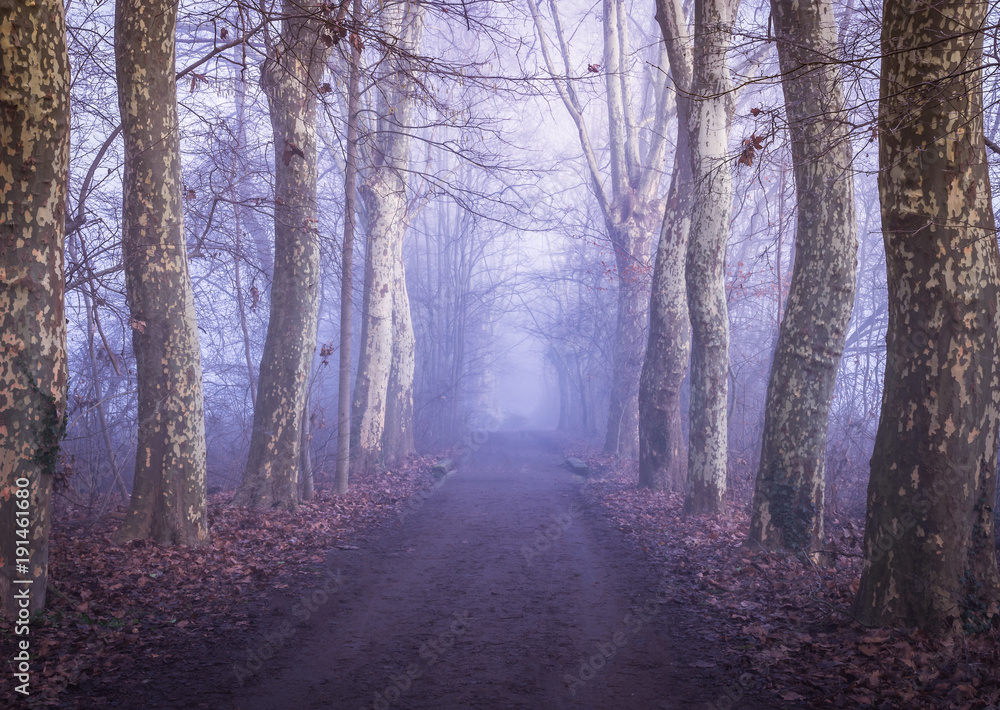 Trail through a mysterious dark old forest in fog.