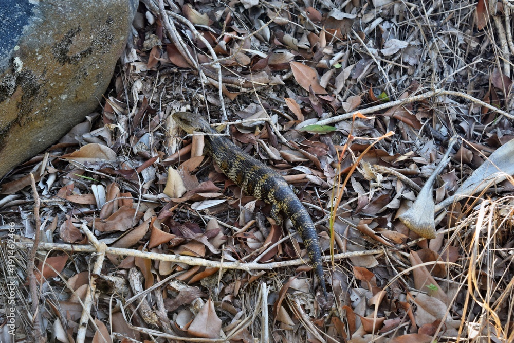 Wild lizard eastern blue tongue (Tiliqua scincoides) Wild lizard eastern blue tongue (Tiliqua scincoides)