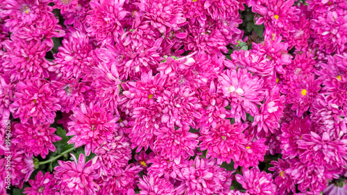 Pink chrysanthemum flowers in the garden.