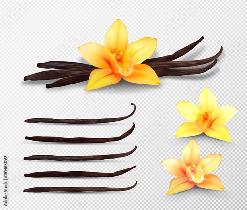 Realistic vector set of isolated elements. Vanilla flowers and pods or sticks