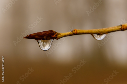Water drops on a tree branch