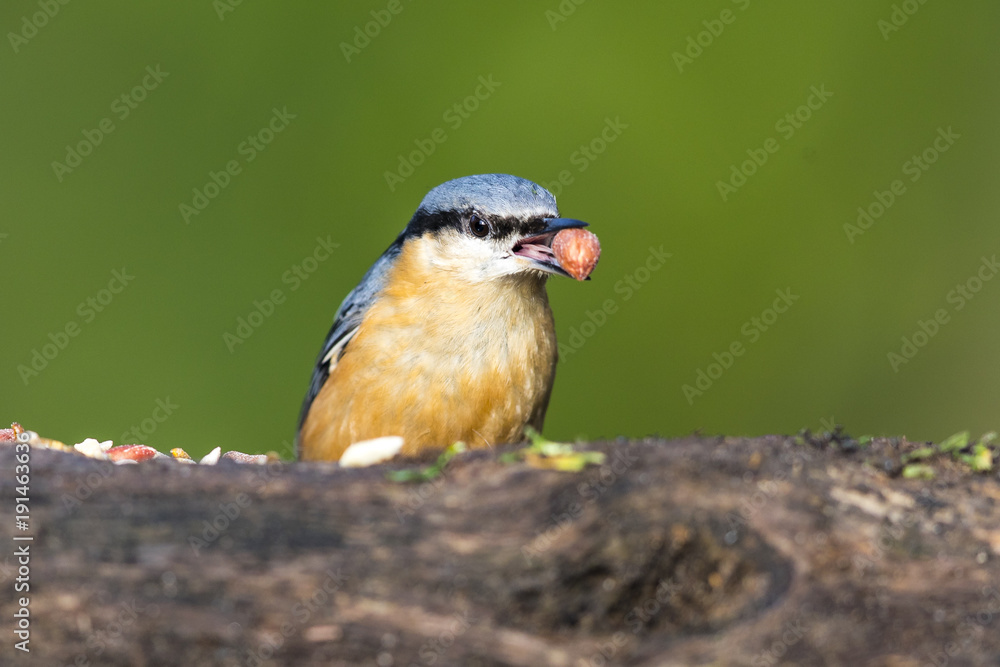 Naklejka premium Nuthatch bird with nut