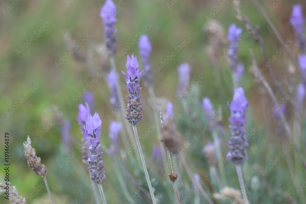Obraz premium Light lavender background