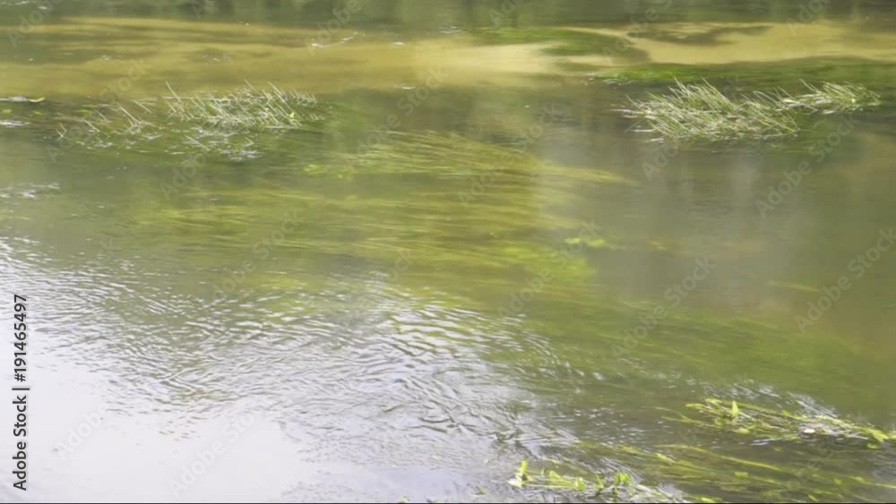 flow of water in the river. Plants in shallow water in the river. flow of water in the river. Plants in shallow water in the river.