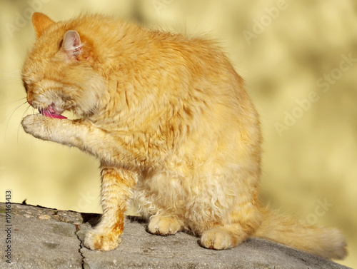 Cat washing itself