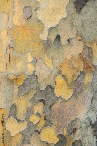 old wood tree bark
