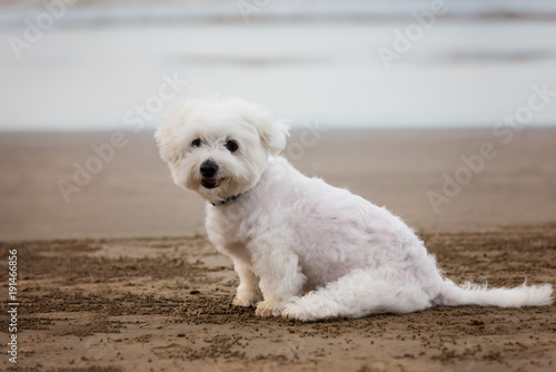 White Maltese dog sitting on the beach © len4foto