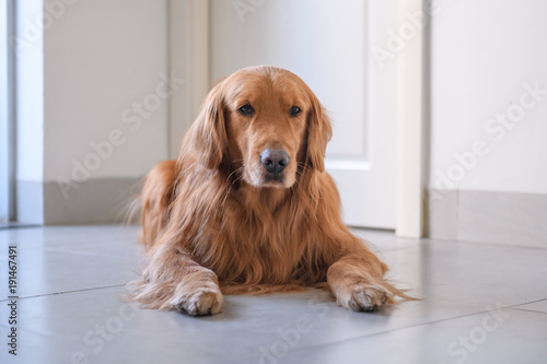 Golden Retriever to lie on the ground