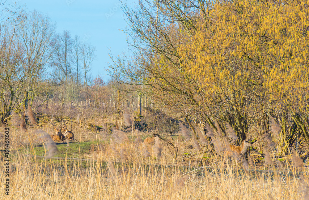 Herd of deer in a natural park in winter Herd of deer in a natural park in winter