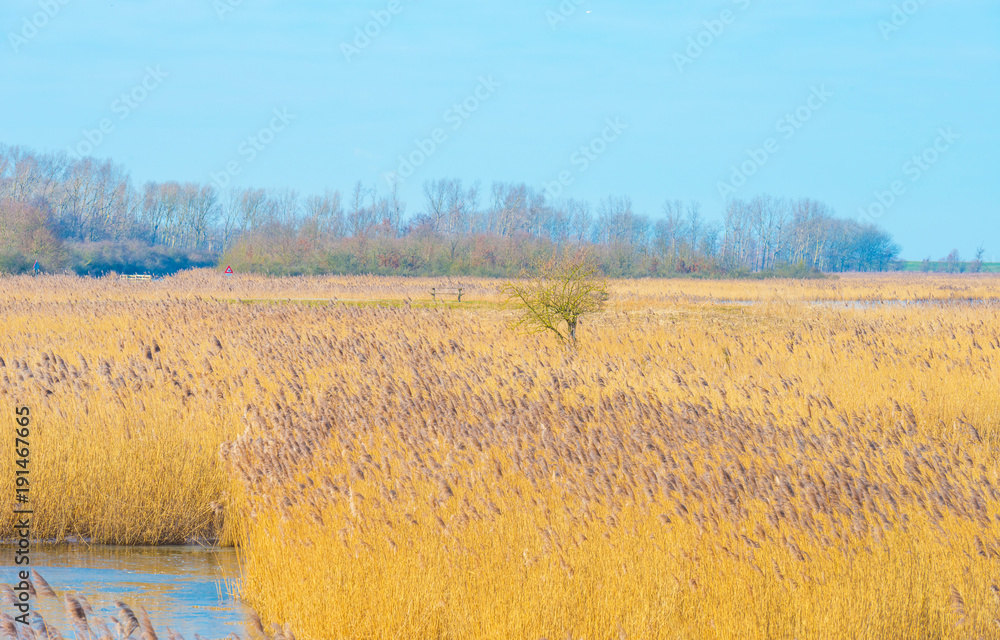 Frozen reed in a field in sunlight in winter
