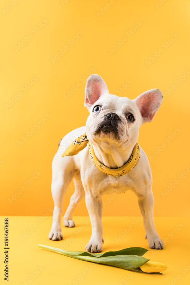 cute french bulldog with beautiful yellow tulip flower on yellow