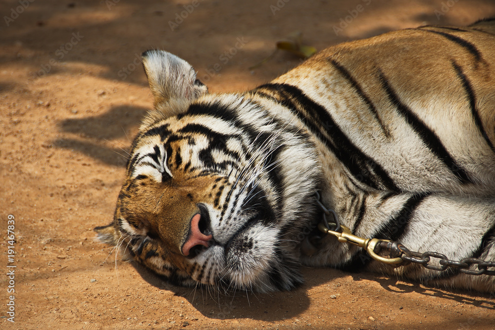Fototapeta premium Sleeping Tiger