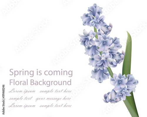 Lavender bouquet on white background. Spring Vector realistic illustrations