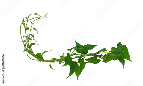 Green leaves wild climbing vine  isolated on white background  clipping path included