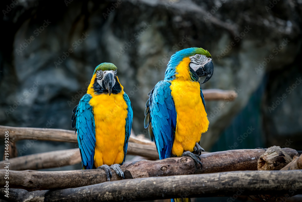 Colorful macaw on branch