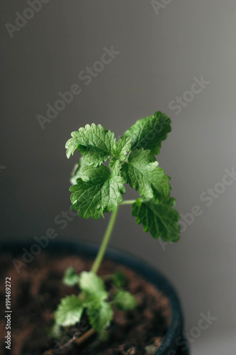 Growing mint in a pot photo