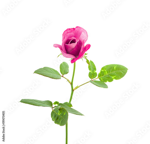 Pink rose isolated on white background