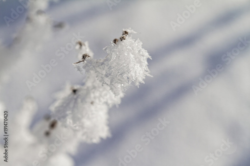 Branches in snow © Nneirda