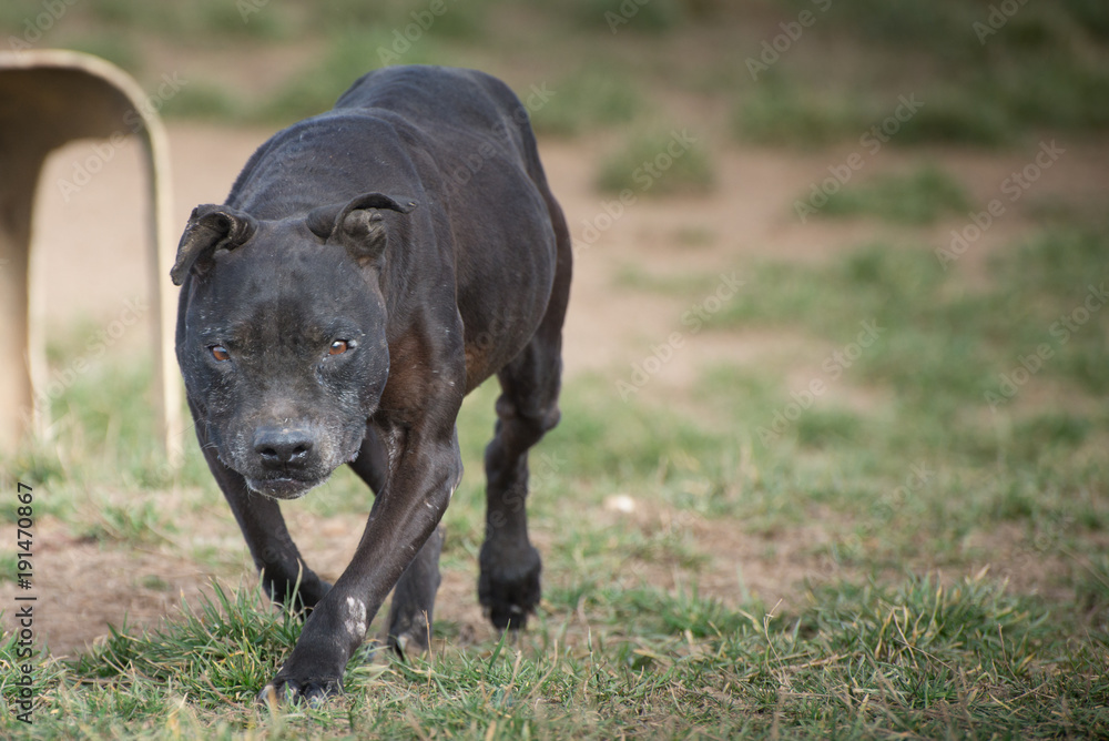 Old pit bull terrier bitch during a walk  in dog shelter's playground