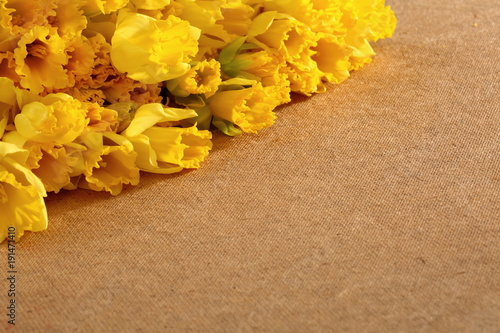 Fototapeta Naklejka Na Ścianę i Meble -  Narcissus - daffodil, a species of amaryliaceous plant species.