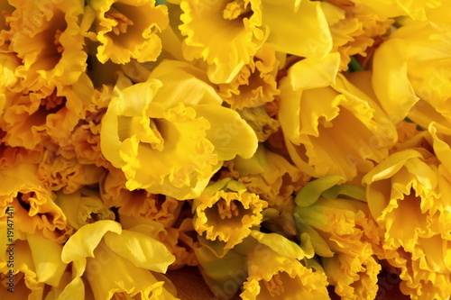 Fototapeta Naklejka Na Ścianę i Meble -  Narcissus - daffodil, a species of amaryliaceous plant species.