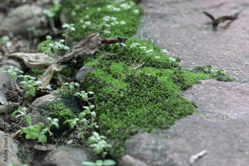 little grow moss