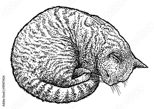 Sleeping cat illustration, drawing, engraving, ink, line art, vector