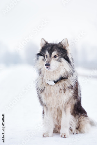 malamute dog in a gps tracking collar © otsphoto