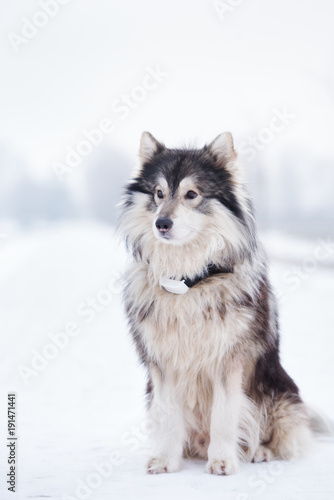 Fototapeta Naklejka Na Ścianę i Meble -  malamute dog in a gps tracking collar