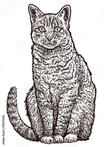 Sitting cat illustration, drawing, engraving, ink, line art, vector