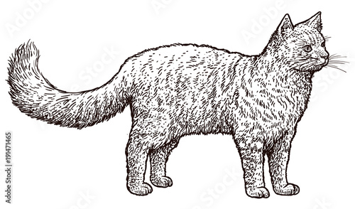 Standing cat illustration, drawing, engraving, ink, line art, vector