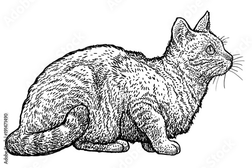 Sitting tabby cat illustration, drawing, engraving, ink, line art, vector