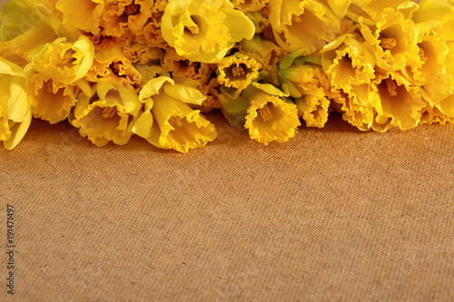 Fototapeta Naklejka Na Ścianę i Meble -  Narcissus - daffodil, a species of amaryliaceous plant species.