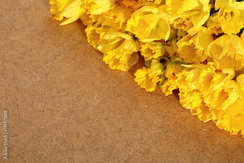 Fototapeta Naklejka Na Ścianę i Meble -  Narcissus - daffodil, a species of amaryliaceous plant species.