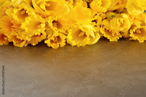 Fototapeta Naklejka Na Ścianę i Meble -  Narcissus - daffodil, a species of amaryliaceous plant species.