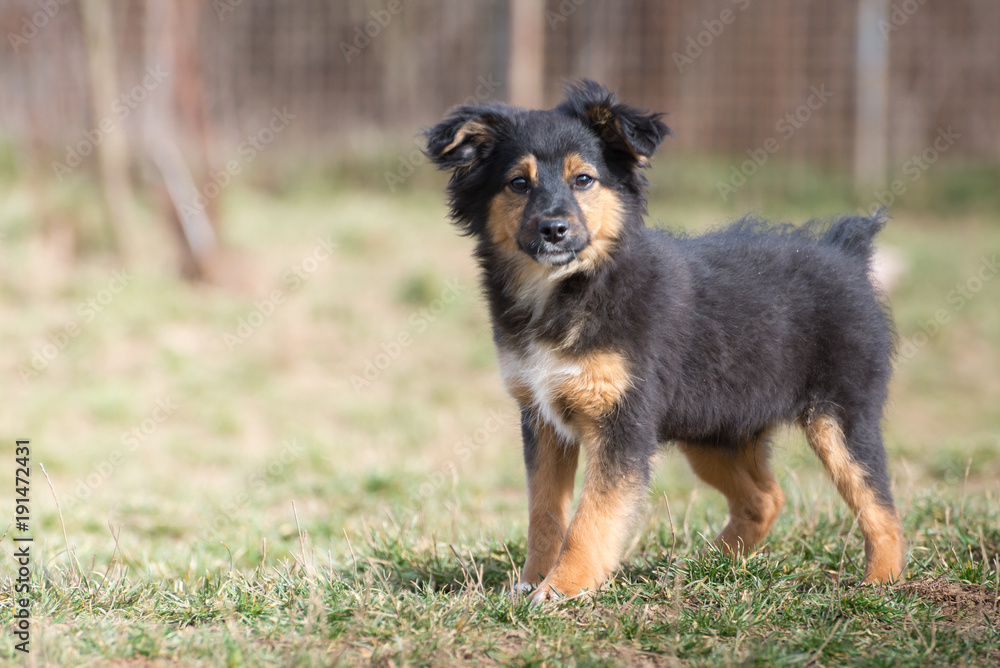 Cute puppies from dogs shelter Cute puppies from dogs shelter
