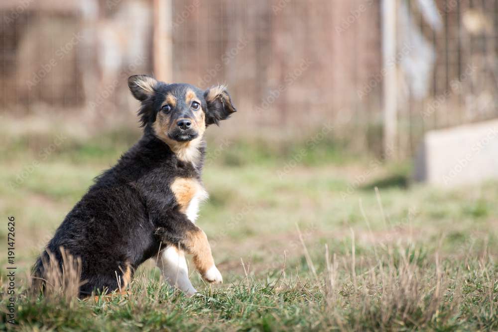 Cute puppies from dogs shelter Cute puppies from dogs shelter