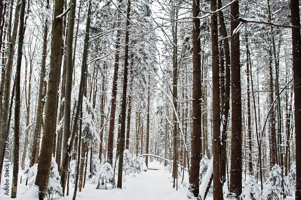 Huge pine trees forest covered by snow. Majestic winter landscapes. Huge pine trees forest covered by snow. Majestic winter landscapes.